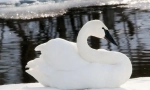 Swan-trubacch